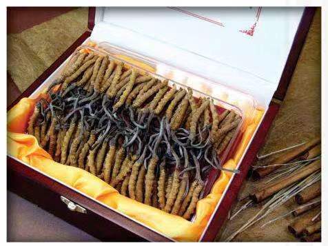 柳江冬虫夏草回收